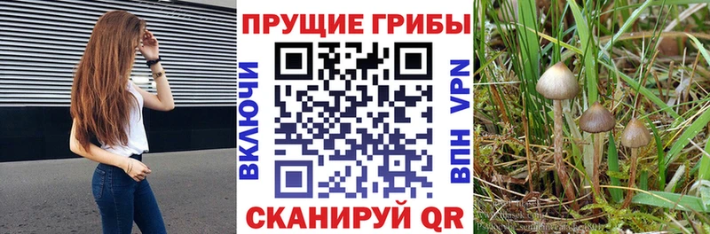 купить   Костерёво  Галлюциногенные грибы MAGIC MUSHROOMS 